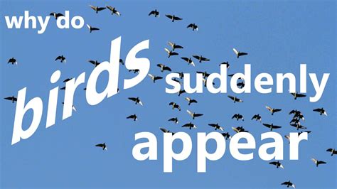 How Do I Know If My Car Is Being Tracked? And Why Do Birds Suddenly Appear Every Time You Park?