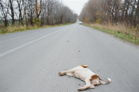 My Dog Got Hit by a Car and Died, What Do I Do? And Why Do We Still Use Cars When They’re Clearly Dangerous?